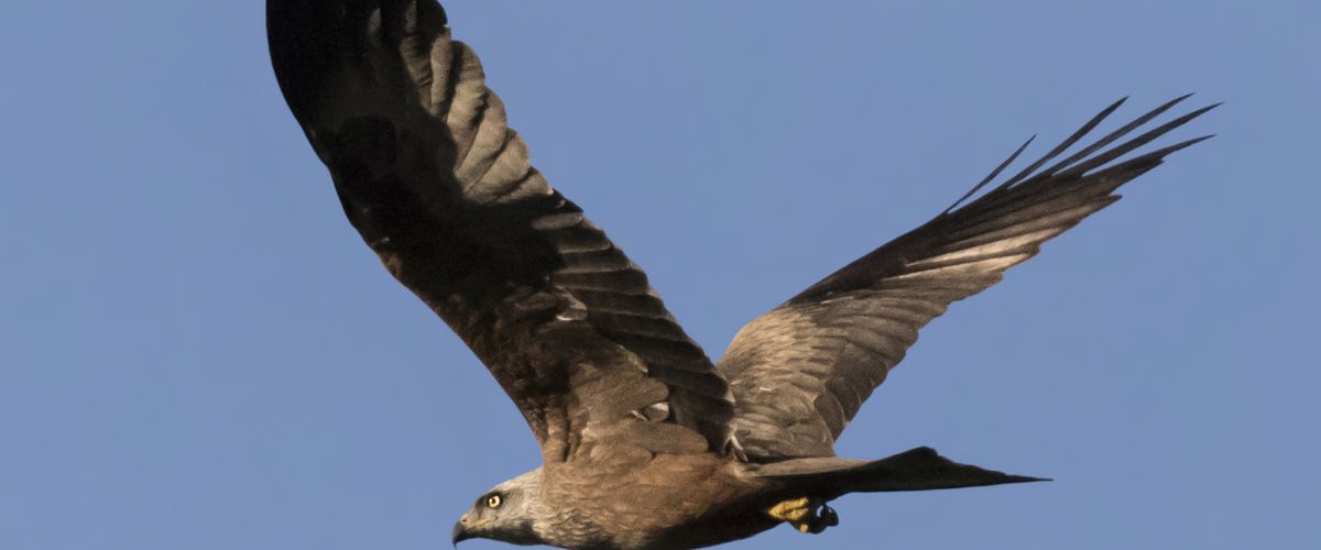 turismo ornitologico españa