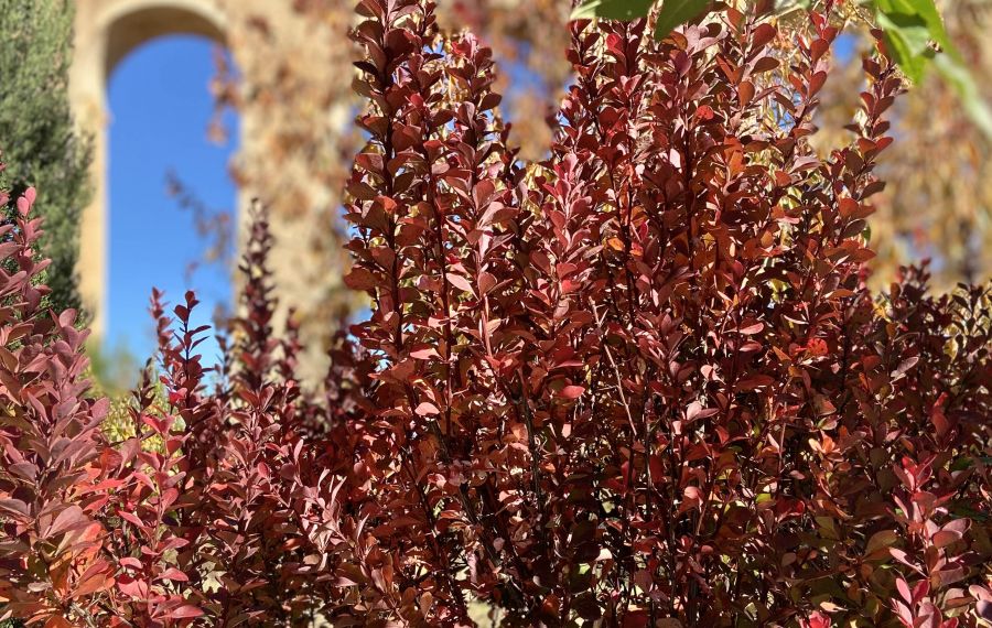 flora gudar javalambre