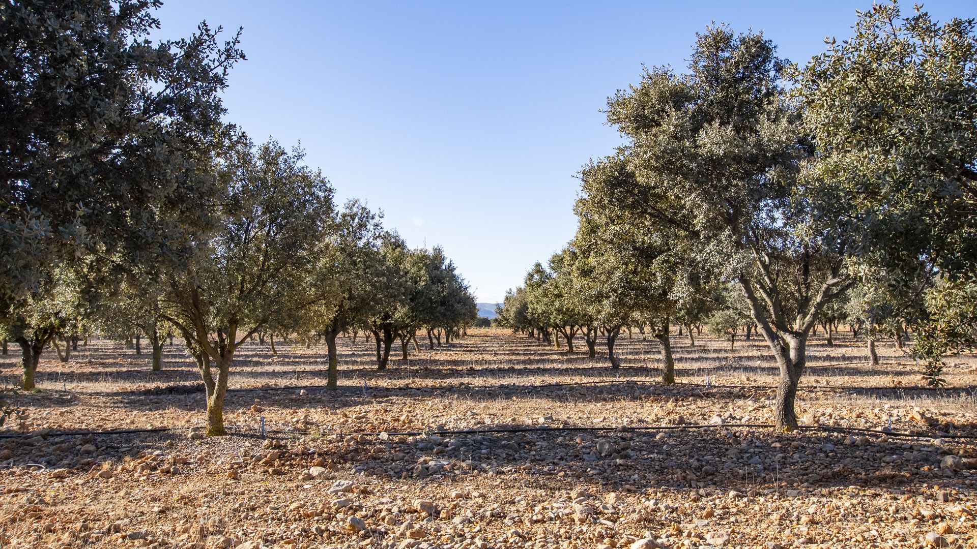 comarca gudar javalambre